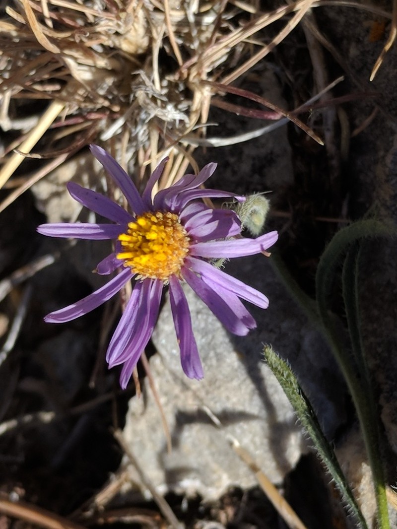 Clokey's Fleabane