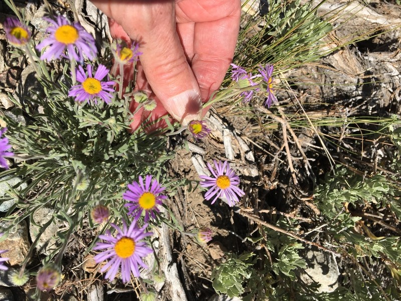 Clokey's Fleabane photo 2