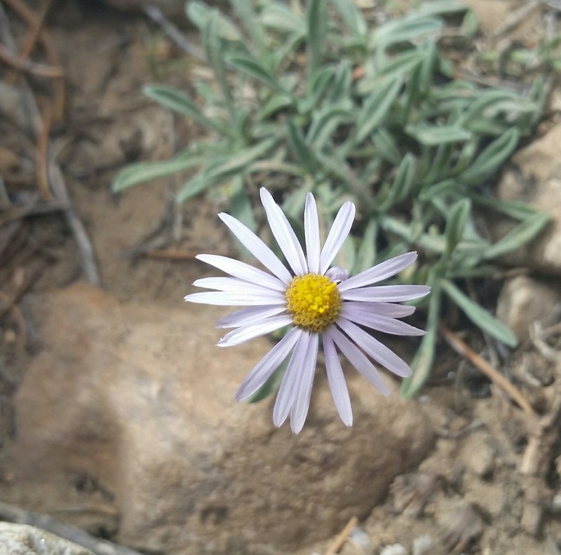 Clokey's Fleabane photo 3
