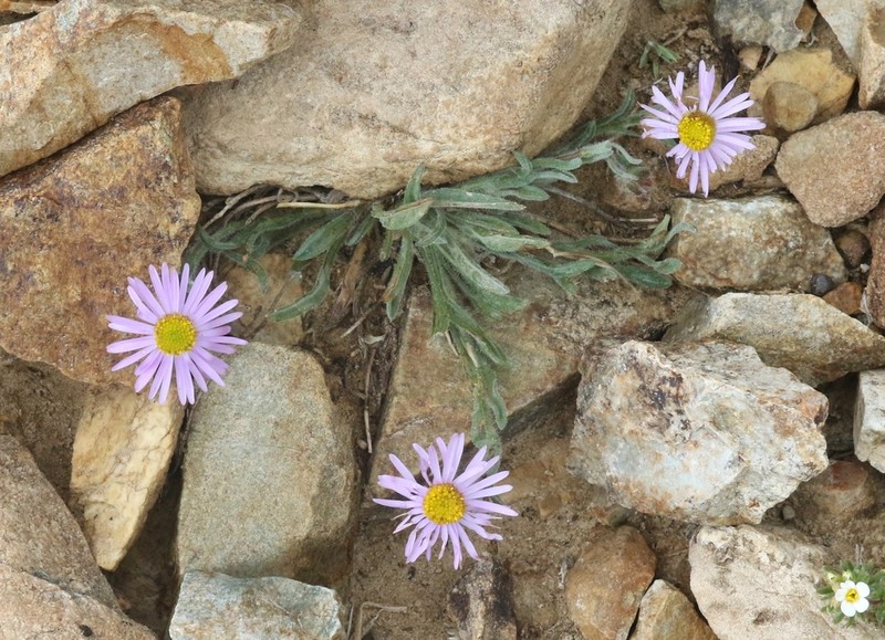 Clokey's Fleabane photo 4