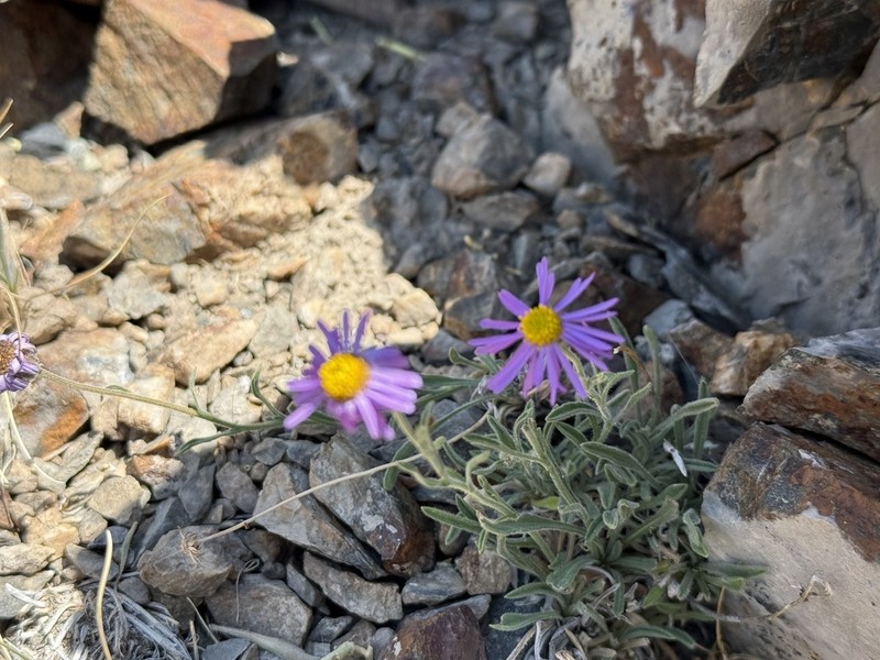 Clokey's Fleabane photo 6