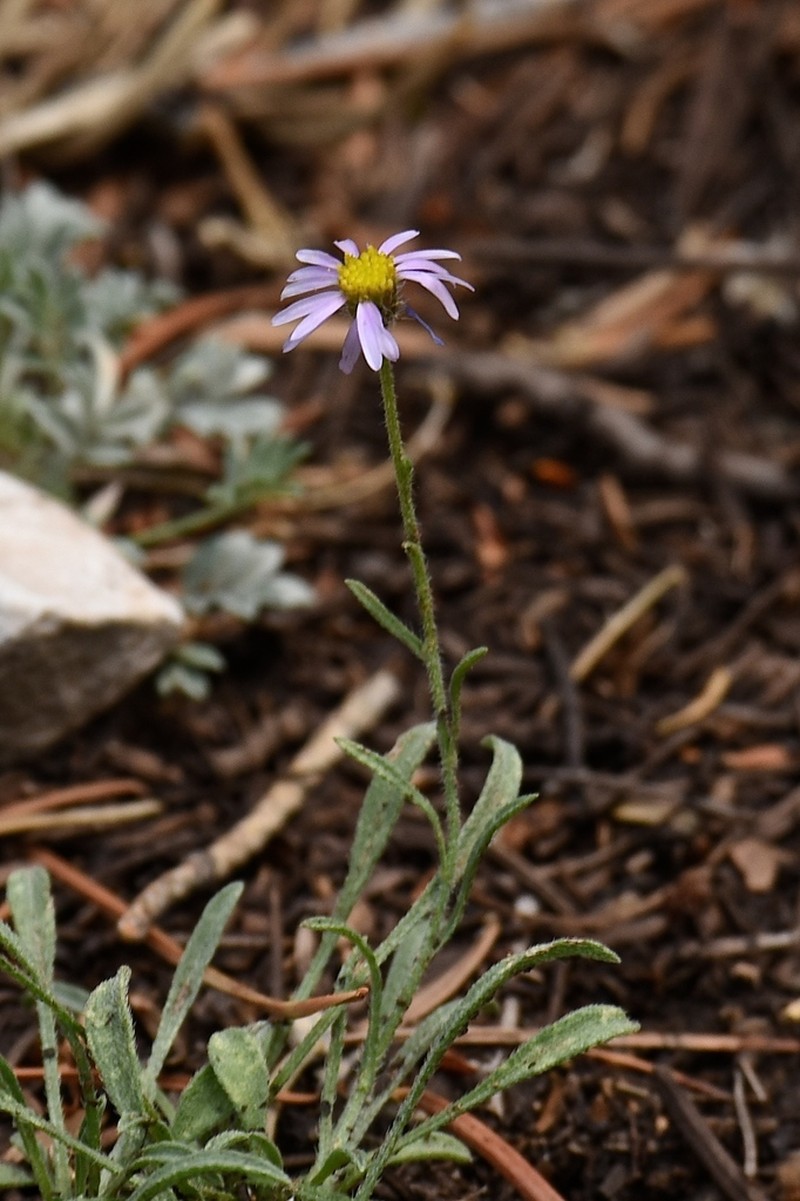 Clokey's Fleabane photo 7