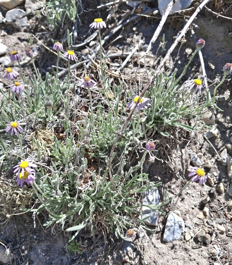 Clokey's Fleabane photo 8