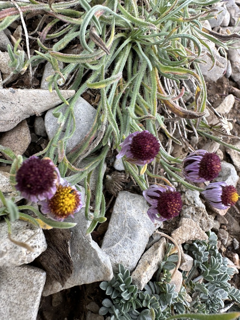 Erigeron clokeyi var. clokeyi