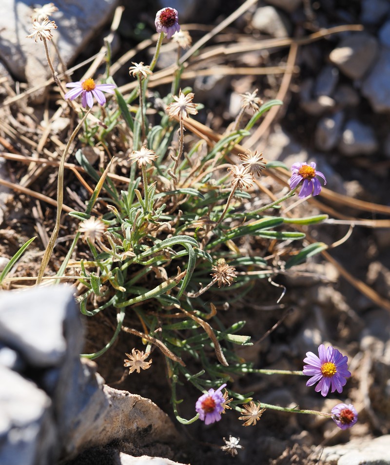 Erigeron clokeyi var. clokeyi photo 2