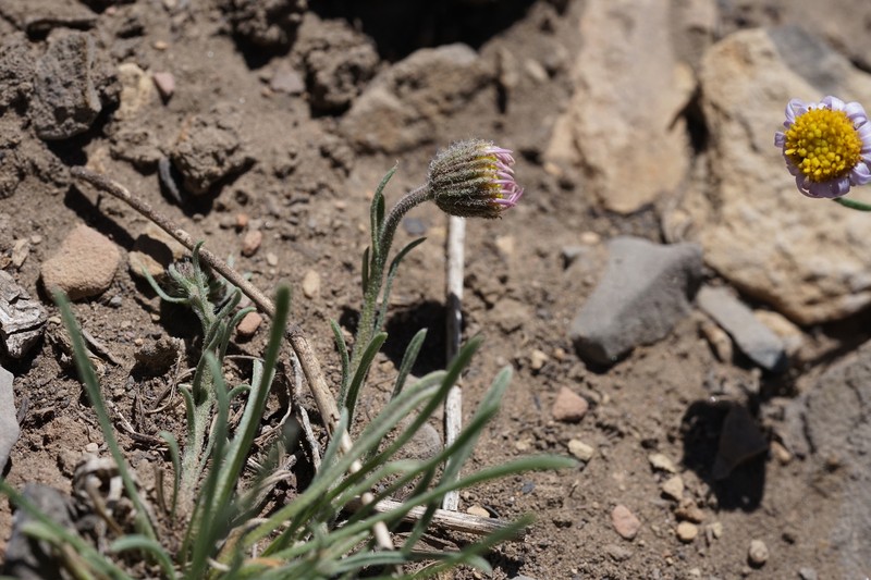 Erigeron clokeyi var. clokeyi photo 4