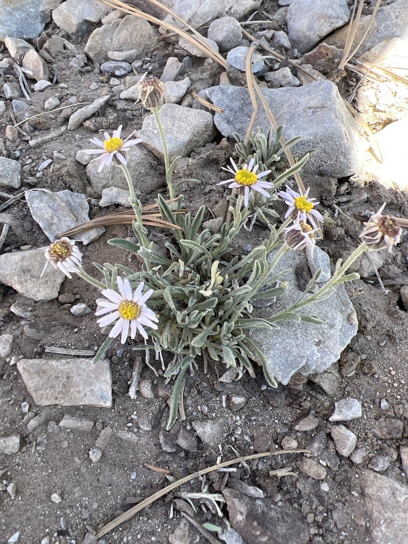 Erigeron clokeyi var. clokeyi photo 5