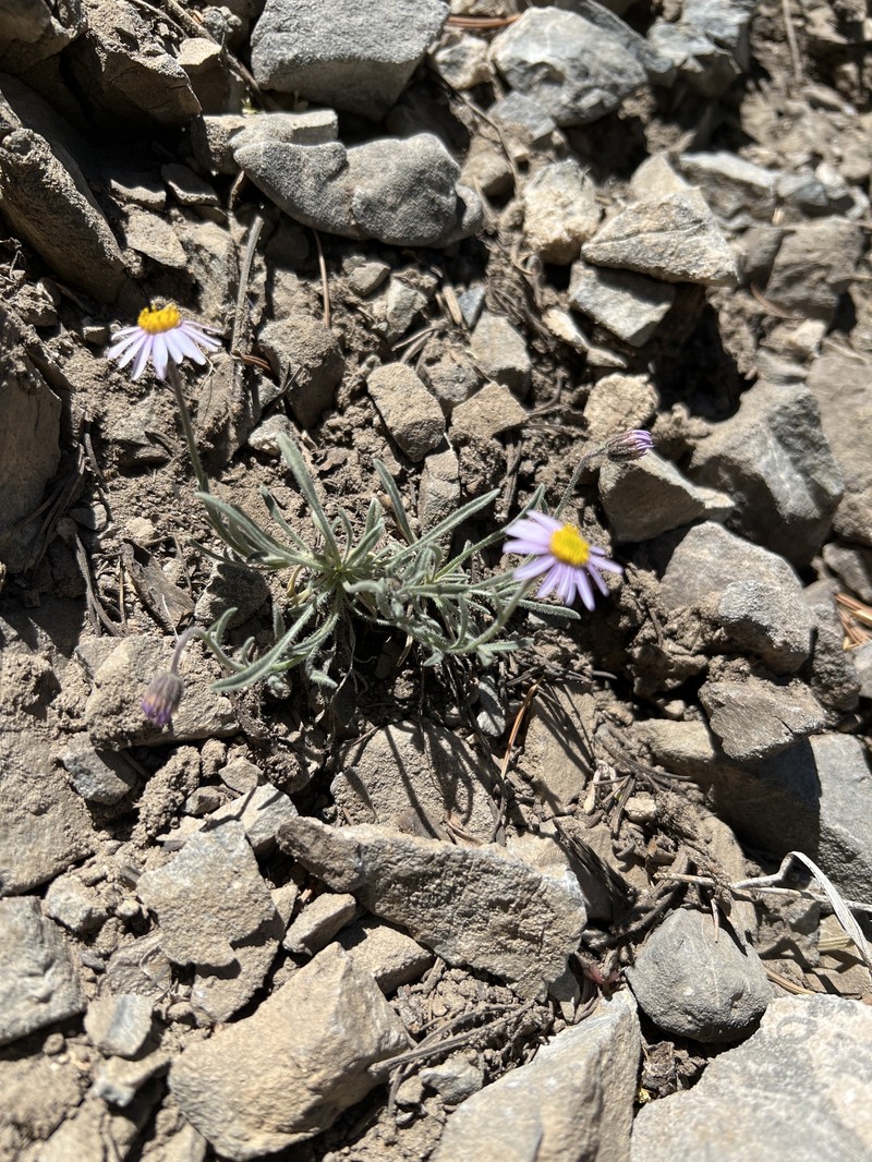 Erigeron clokeyi var. clokeyi photo 6