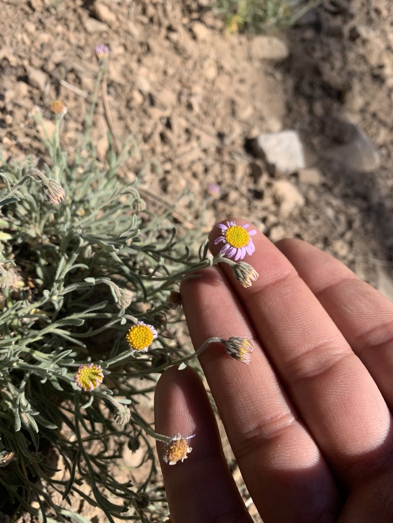 Erigeron clokeyi var. clokeyi photo 7