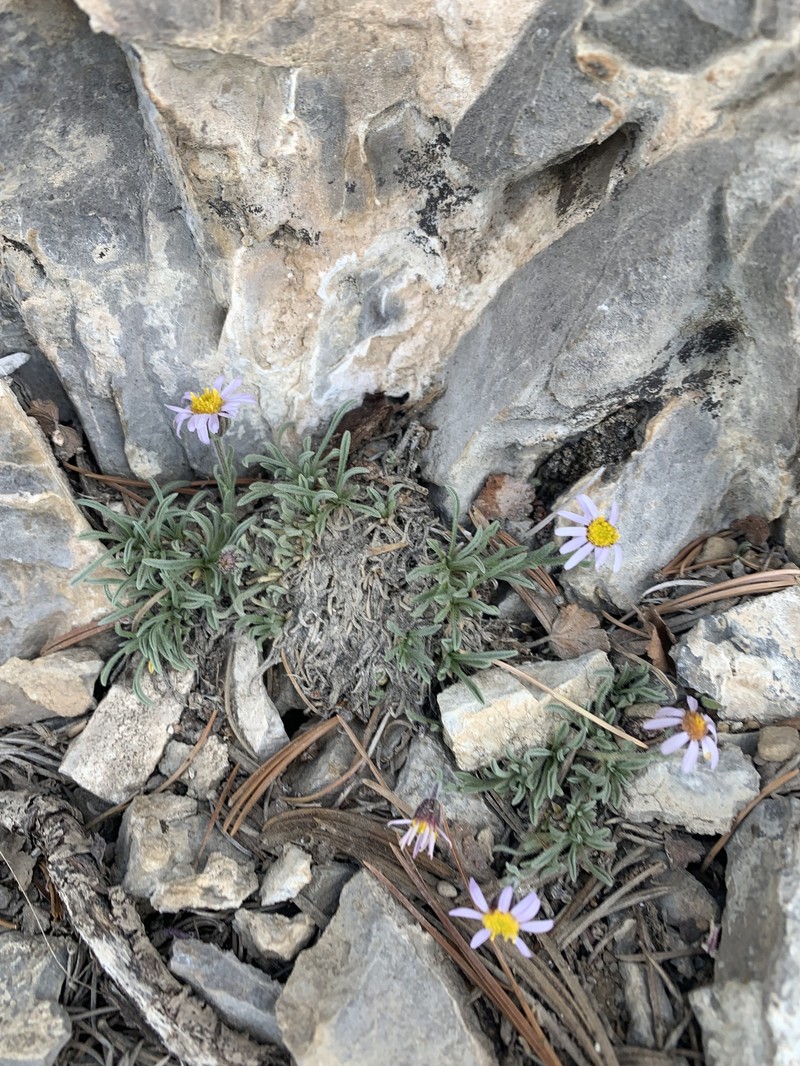 Erigeron clokeyi var. clokeyi photo 8