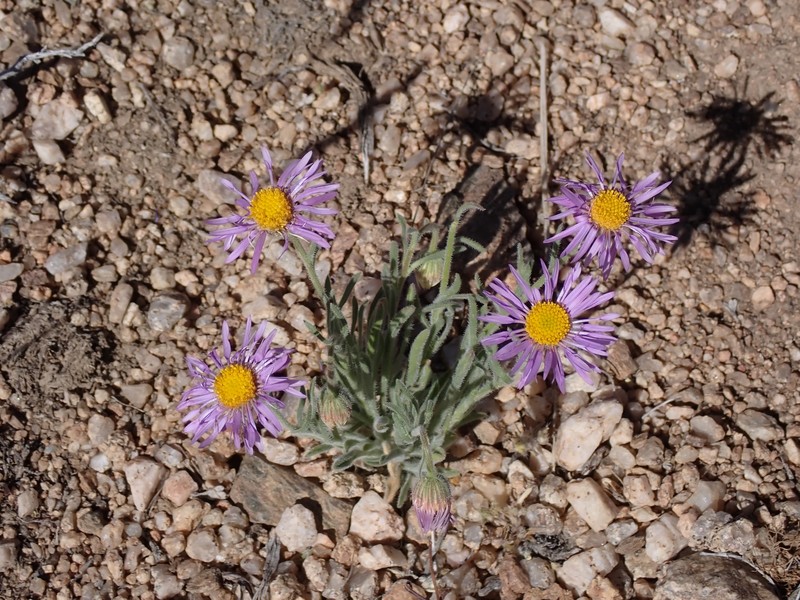 Erigeron clokeyi var. pinzliae