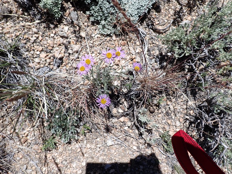 Erigeron clokeyi var. pinzliae photo 2