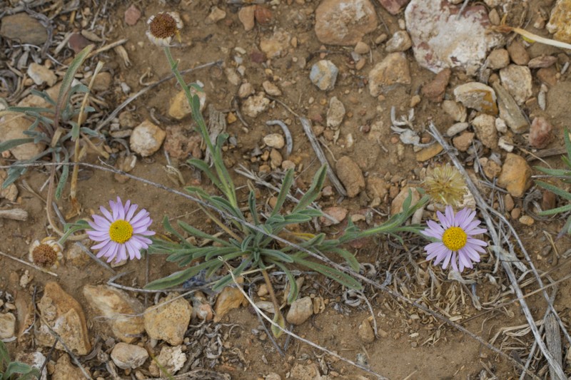 Erigeron clokeyi var. pinzliae photo 3