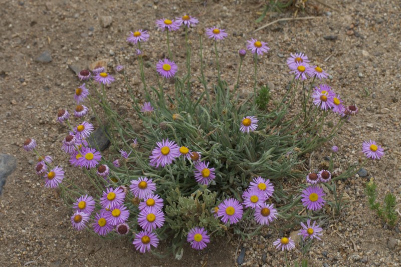 Erigeron clokeyi var. pinzliae photo 4