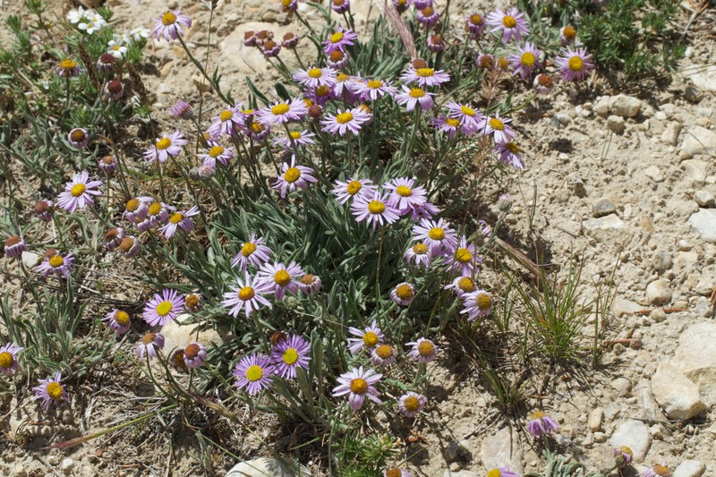 Erigeron clokeyi var. pinzliae photo 5