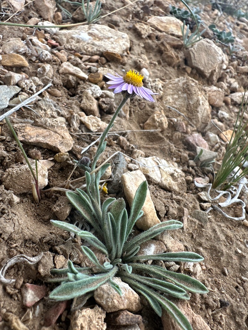 Erigeron clokeyi var. pinzliae photo 6