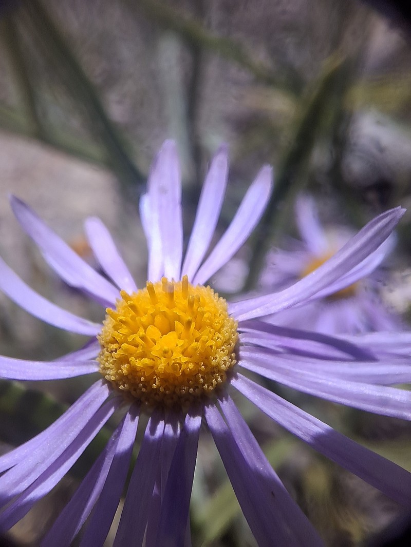 Erigeron clokeyi var. pinzliae photo 7