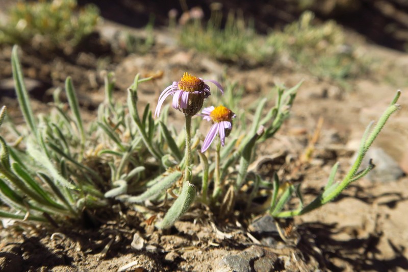 Erigeron clokeyi var. pinzliae photo 8