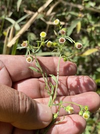 Erigeron columnaris