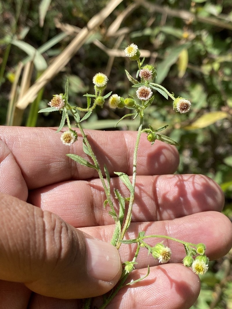 Erigeron columnaris
