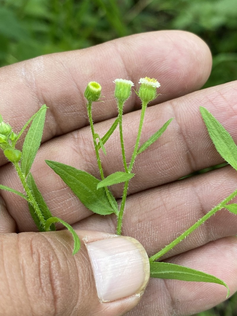 Erigeron columnaris photo 3