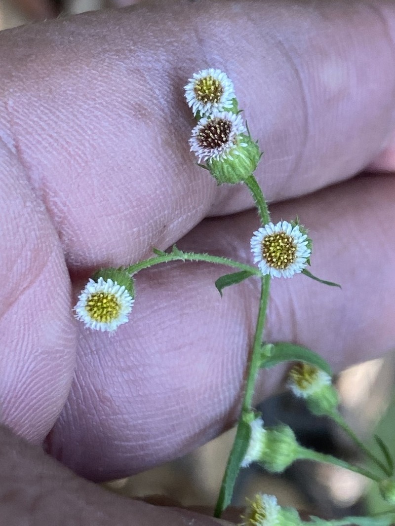 Erigeron columnaris photo 4