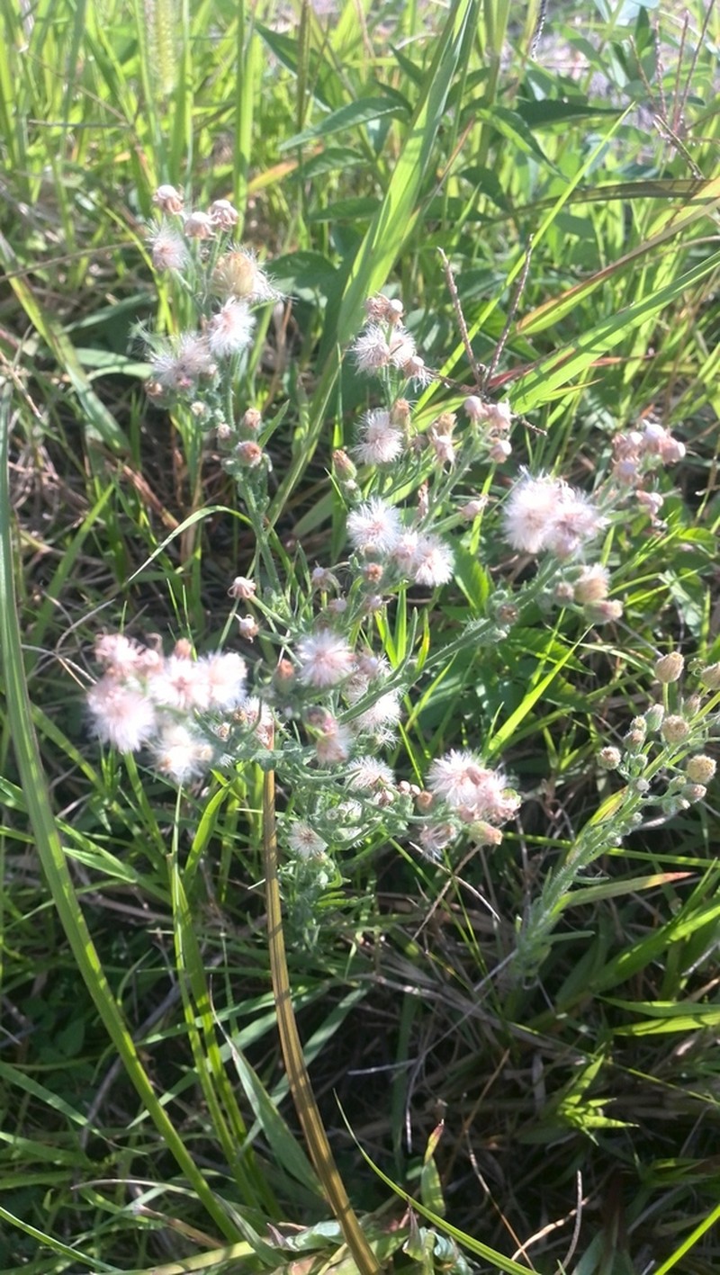 Erigeron columnaris photo 5