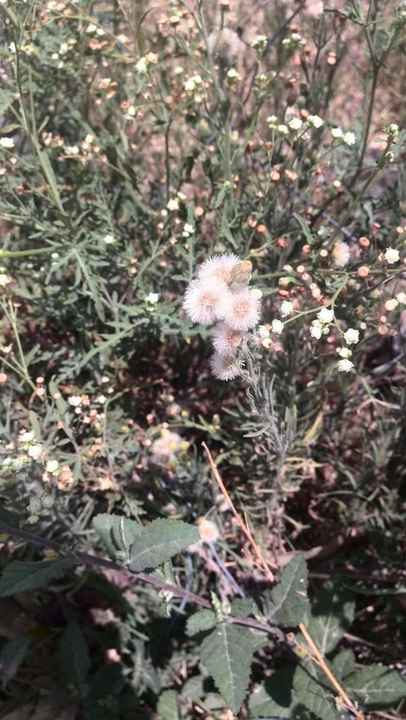Erigeron columnaris photo 6