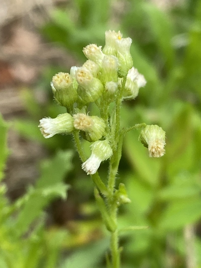Erigeron columnaris photo 8