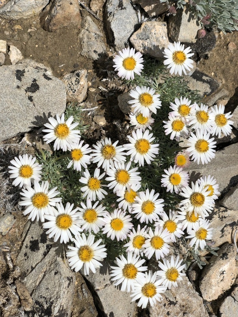 Cushion Daisy photo 2