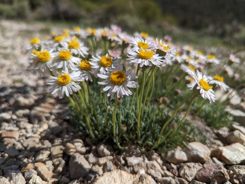 Cushion Daisy photo 3