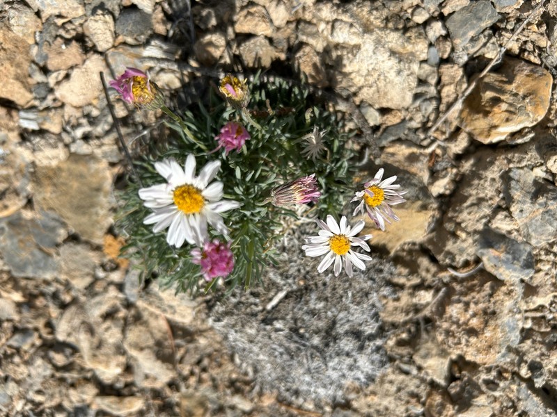Cushion Daisy photo 5