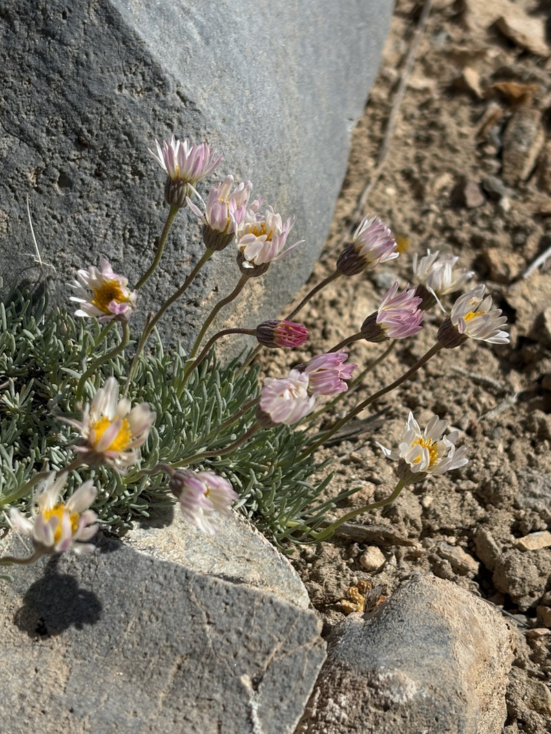 Cushion Daisy photo 6