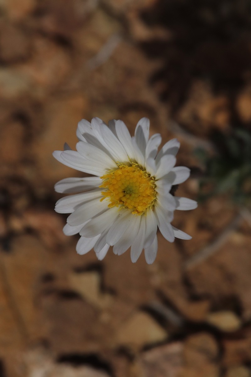 Cushion Daisy photo 7