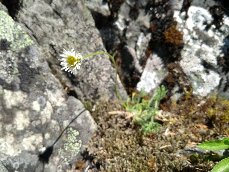 Cutleaf Daisy