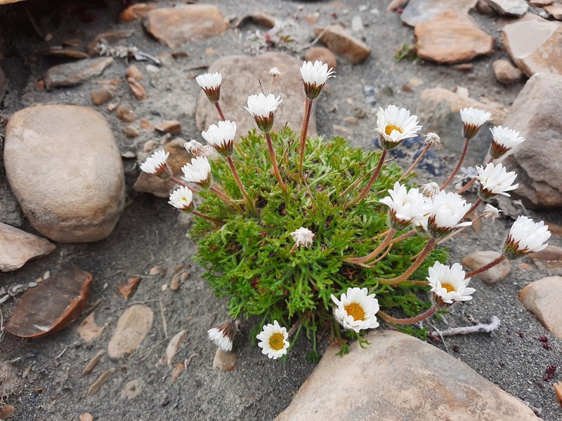 Cutleaf Daisy photo 2
