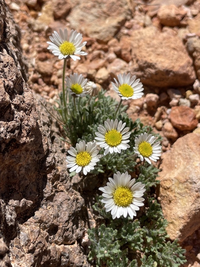Cutleaf Daisy photo 3