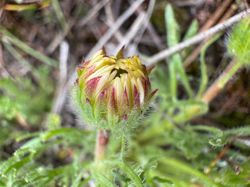 Cutleaf Daisy photo 4