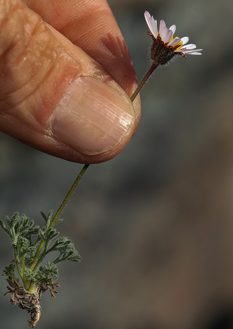 Cutleaf Daisy photo 5