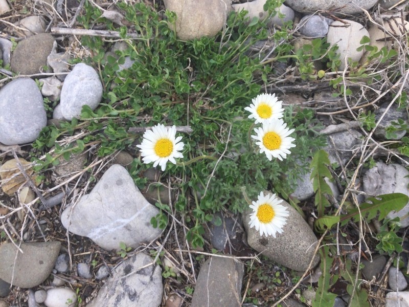 Cutleaf Daisy photo 6