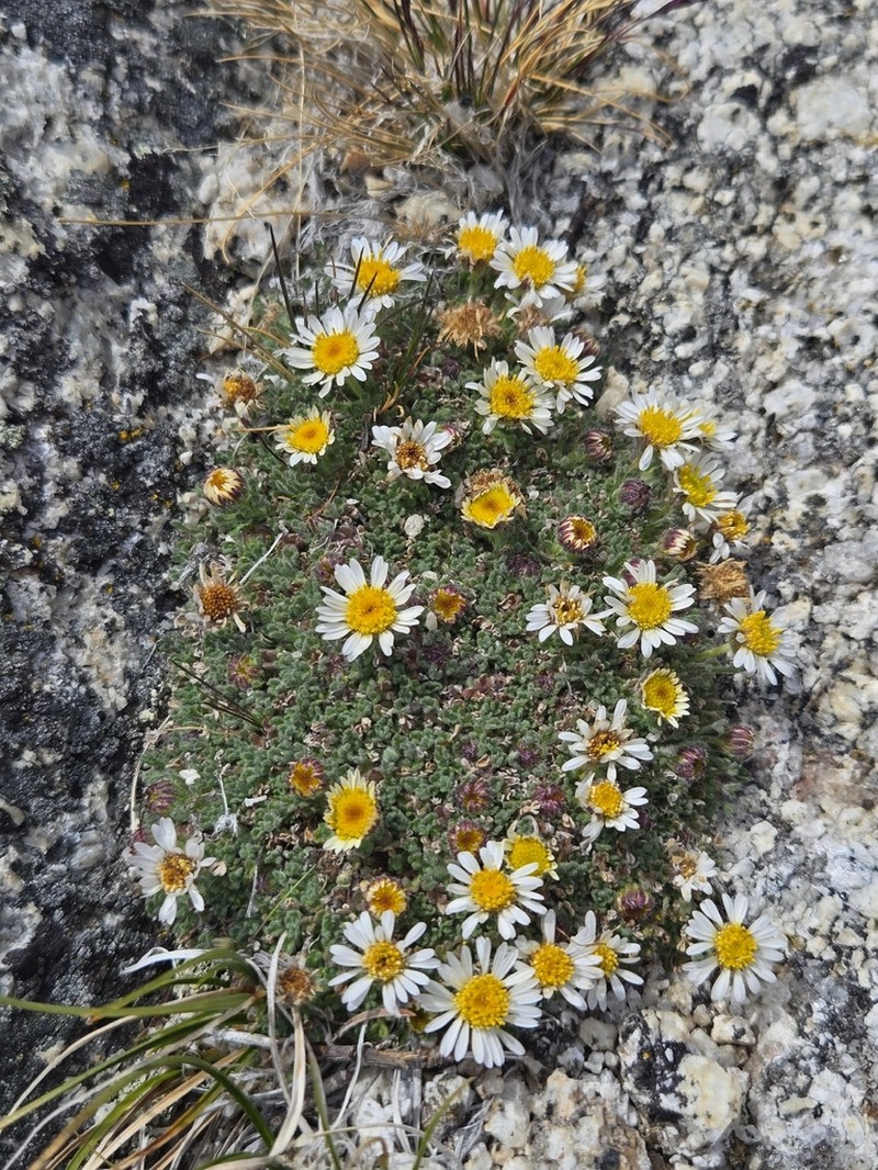 Cutleaf Daisy photo 7