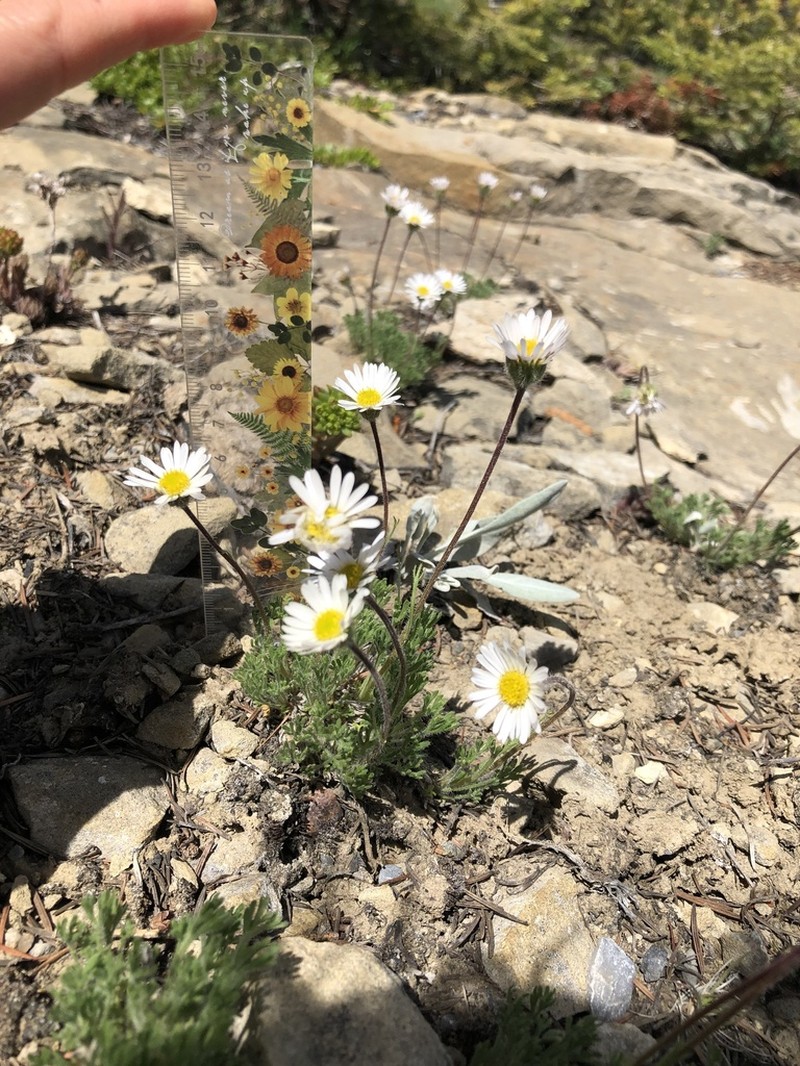 Cutleaf Daisy photo 8