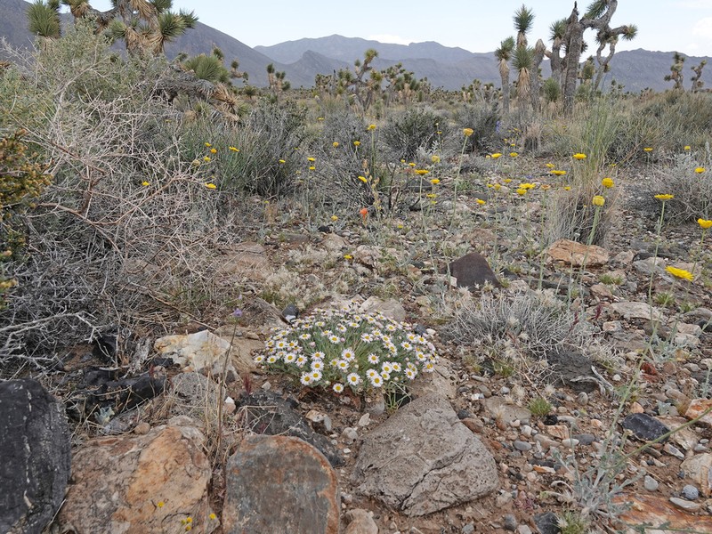 Navajo Fleabane