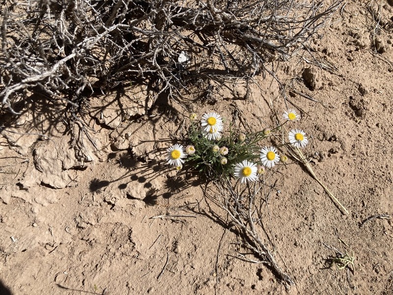 Navajo Fleabane photo 3