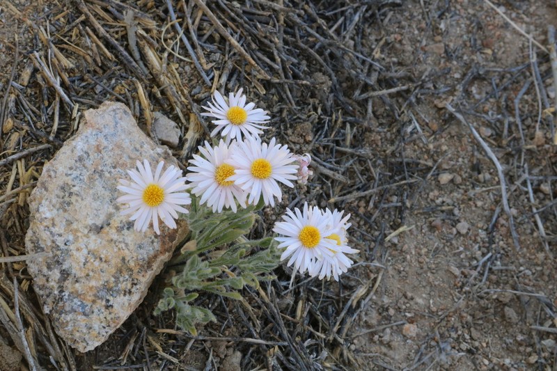 Navajo Fleabane photo 4