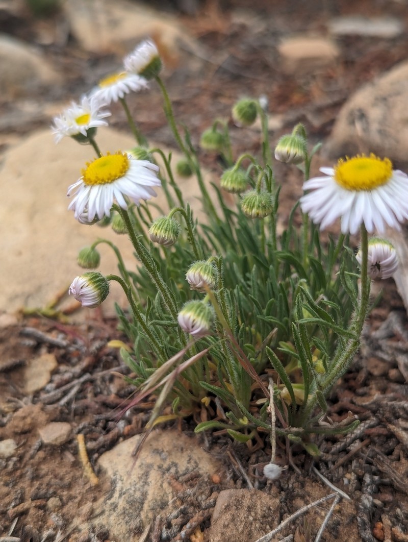 Navajo Fleabane photo 5
