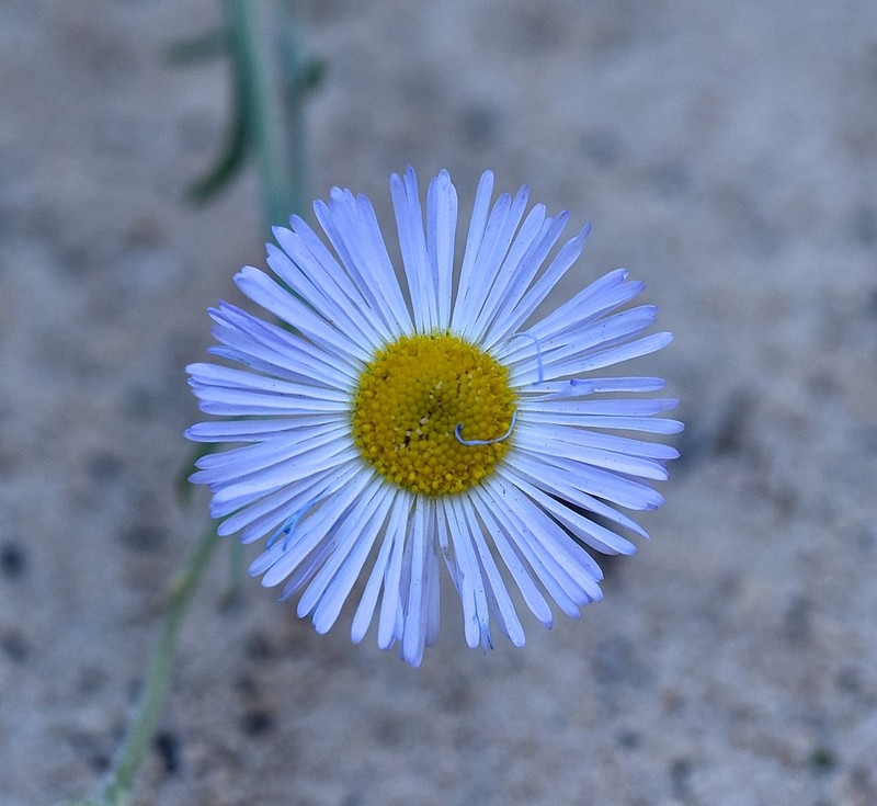 Navajo Fleabane photo 6