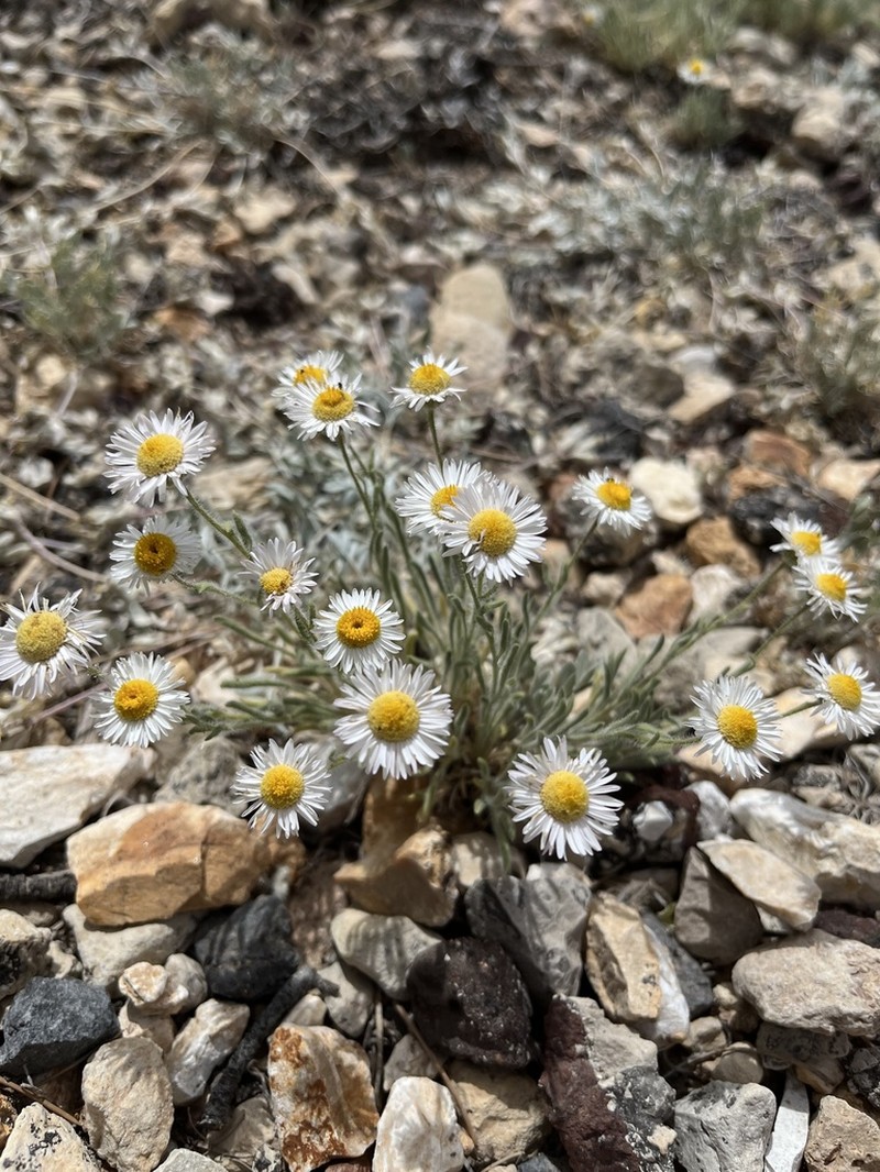 Navajo Fleabane photo 7