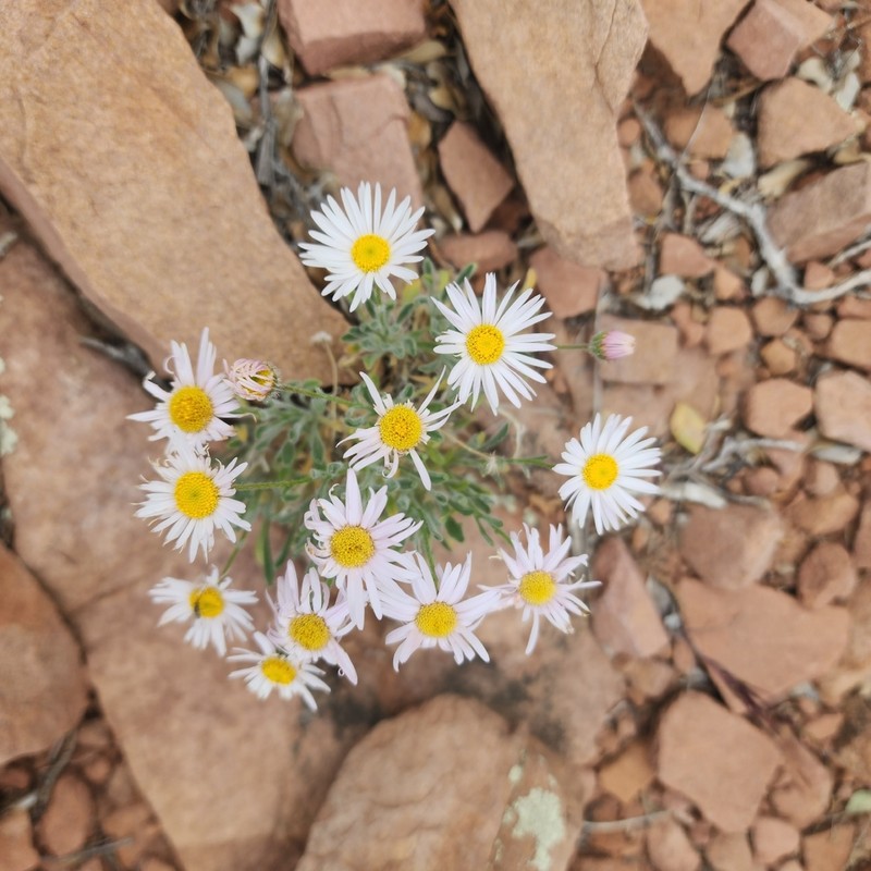 Navajo Fleabane photo 8