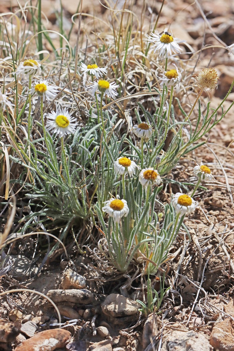 Erigeron concinnus var. concinnus